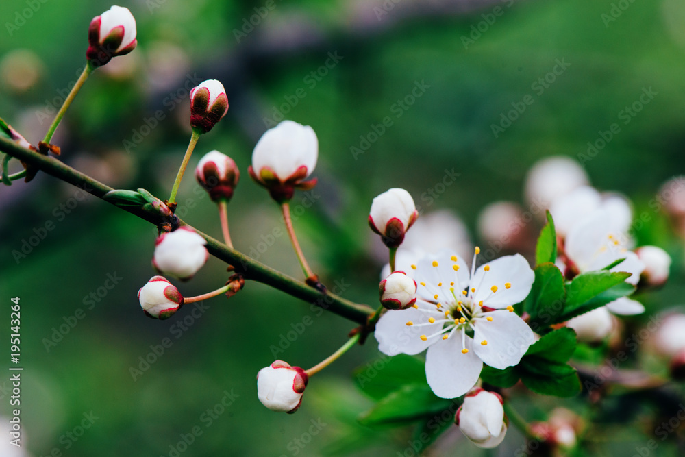 Blossoming of plum flowers in springtime with green leaves, natural floral seasonal background Blossoming of plum flowers in springtime with green leaves, natural floral seasonal background