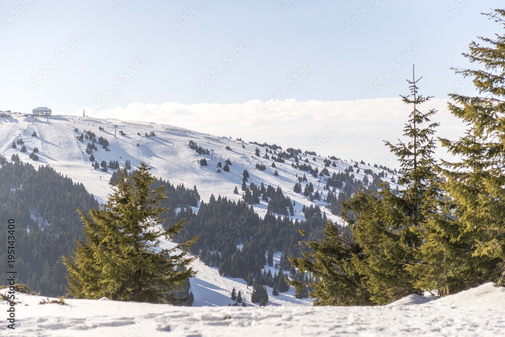 snow mountain landscape with conifer trees