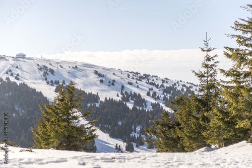 snow mountain landscape with conifer trees