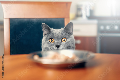 cat is looking at food, cat watches over the food, sly beautiful British gray cat, close-up, cat looks out from under the table