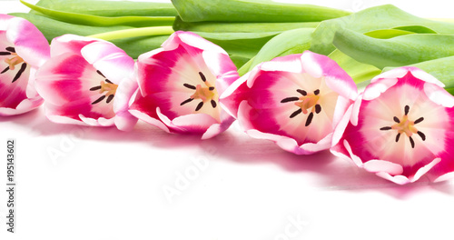 Fototapeta Naklejka Na Ścianę i Meble -  Colorful red tulips bouquet on white wooden background. Red and white. Top view with space for your text