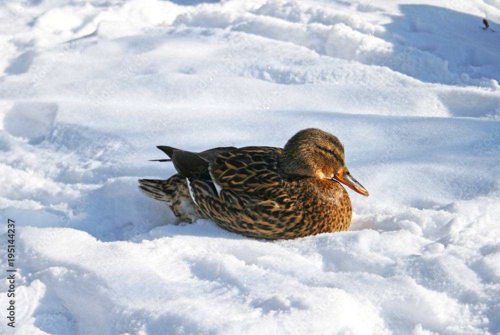 Female mallard duck resting in the snow on the bank of a river in Vilnius, Lithuania Female mallard duck resting in the snow on the bank of a river in Vilnius, Lithuania