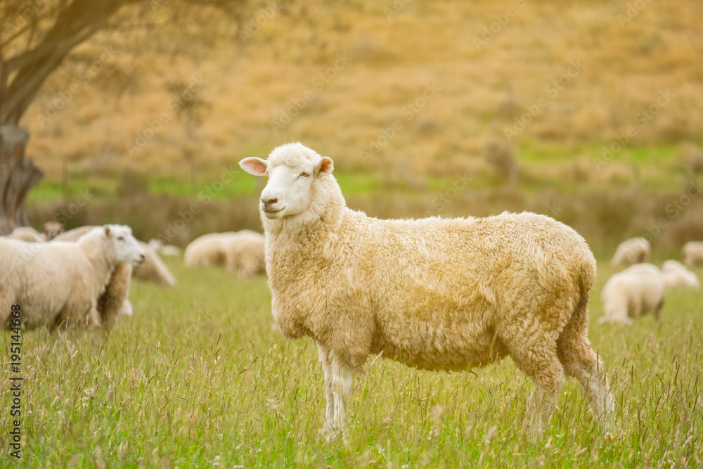 Cute sheep portrait, staring at a photographer, grazing in a green farm in New Zealand Cute sheep portrait, staring at a photographer, grazing in a green farm in New Zealand
