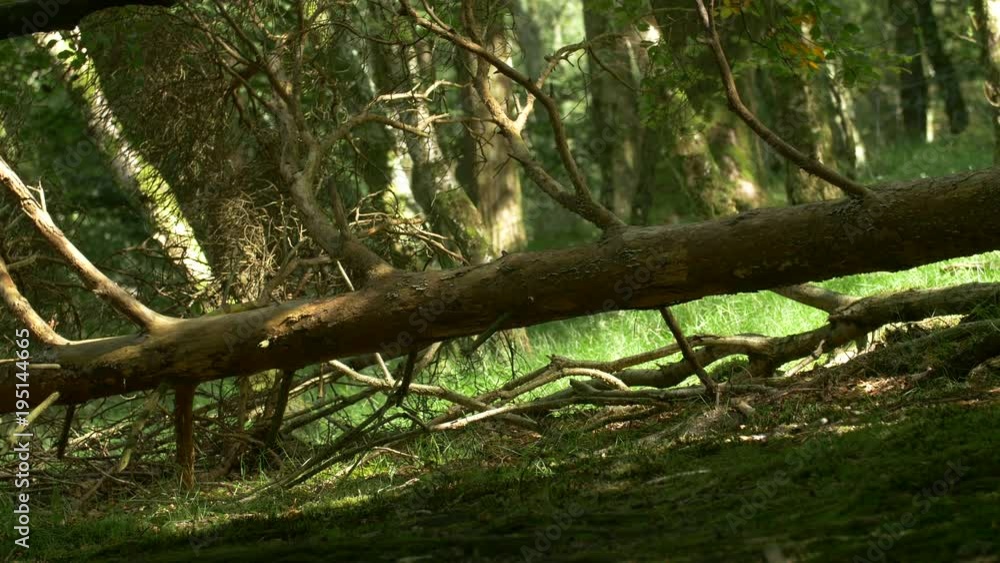 Fallen tree in forest Fallen tree in forest