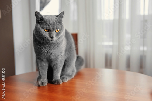 beautiful British gray cat, close-up portrait, Gray background, large yellow eyes, arrogant animal on the table, harmful