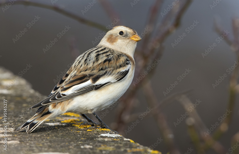 Snow Bunting Snow Bunting