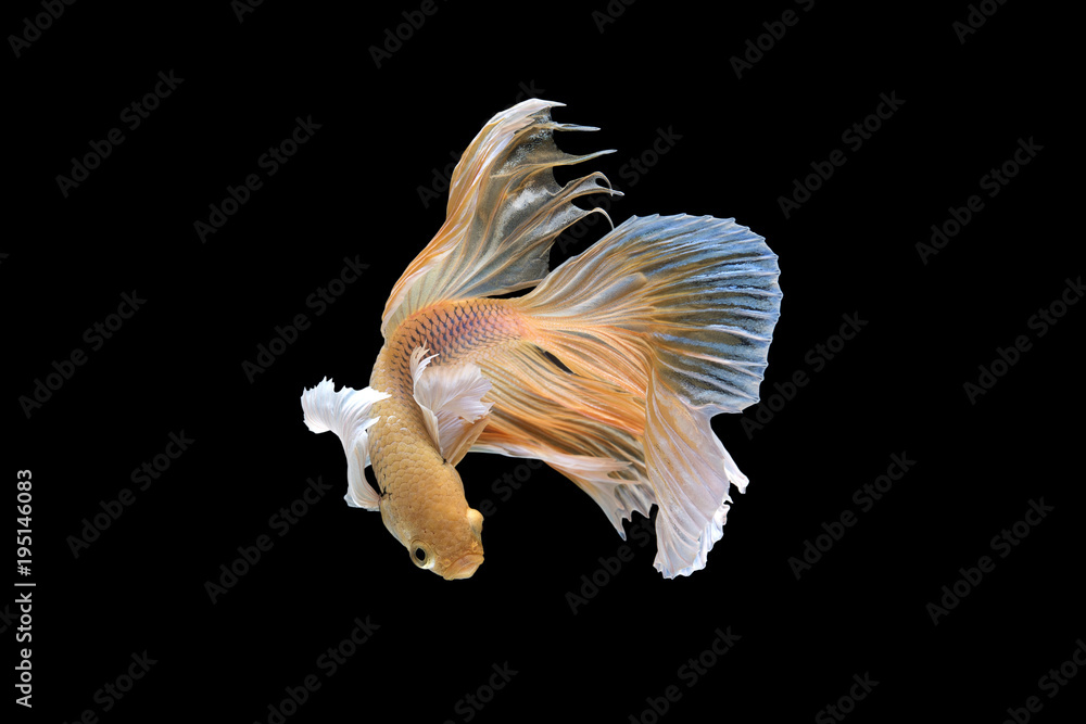 Movement of fighting fish,Betta fish isolated on black background,Fancy Color of Siamese Betta Fish type of Big ear Betta on Black Background,Thailand betta splendens Regan Movement of fighting fish,Betta fish isolated on black background,Fancy Color of Siamese Betta Fish type of Big ear Betta on Black Background,Thailand betta splendens Regan