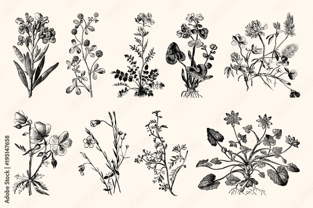 Plakat Botanica Line Art - Vintage Kwiatowe Ryciny