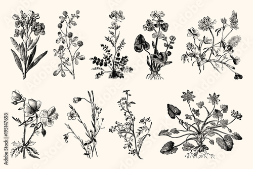 Fotografia Botanica Line Art - Vintage Floral Engravings