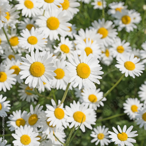 Margeriten  Leucanthemum