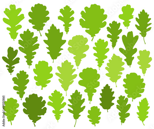 Green oak leaves set isolated on white background vector