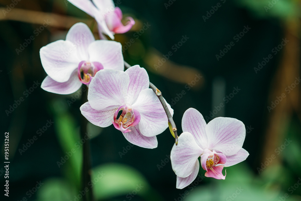 Beautiful White Flowers Of Orchid In Botanical Garden