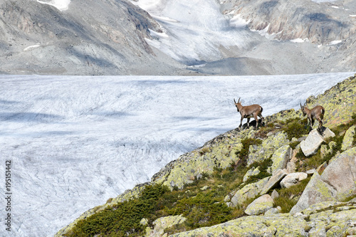Ibex in the Rhone glacier valley, in the Swiss Alps, Europe