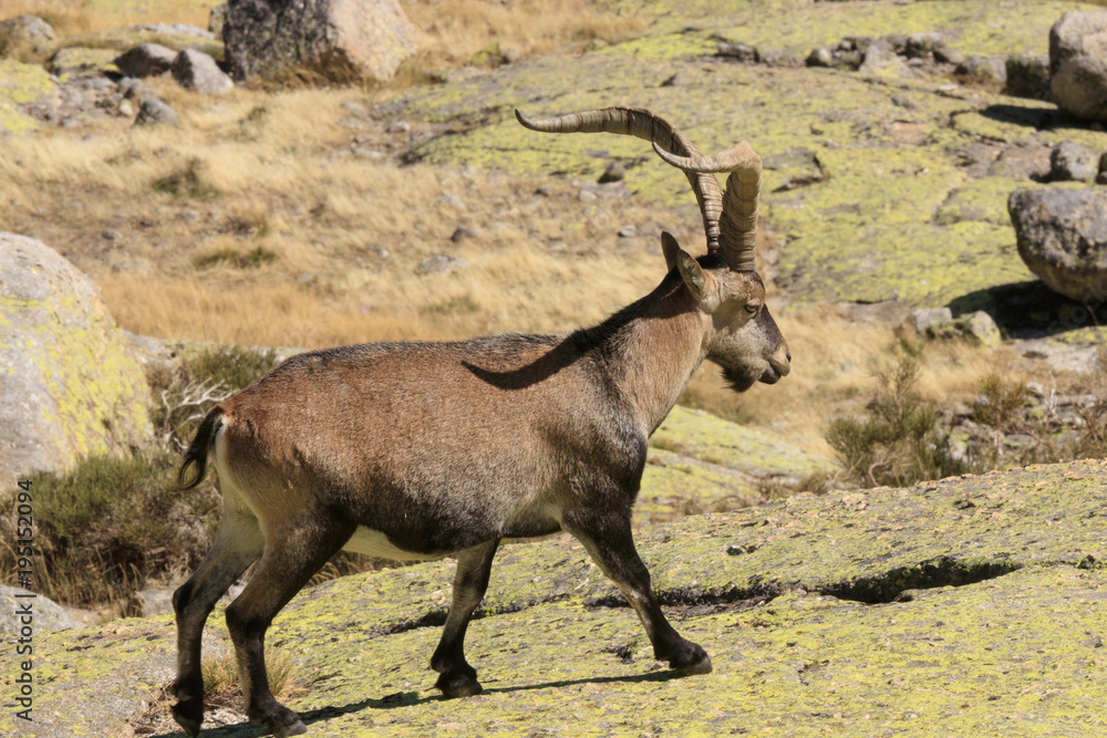 Wild goat in Gredos mountain spain