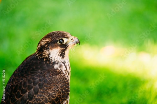 Peregrine Falcon - Falco Peregrinus  Also Known As The Peregrine