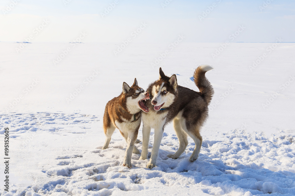 Two sled dogs are playing on the frozen bay in winter Two sled dogs are playing on the frozen bay in winter