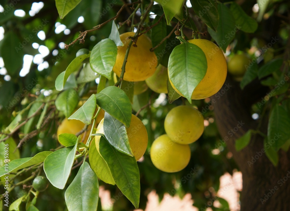 Nice citrus hybrid fruits on the tree in a gloomy day, purposely blurred, selective focus on the foreground fruit