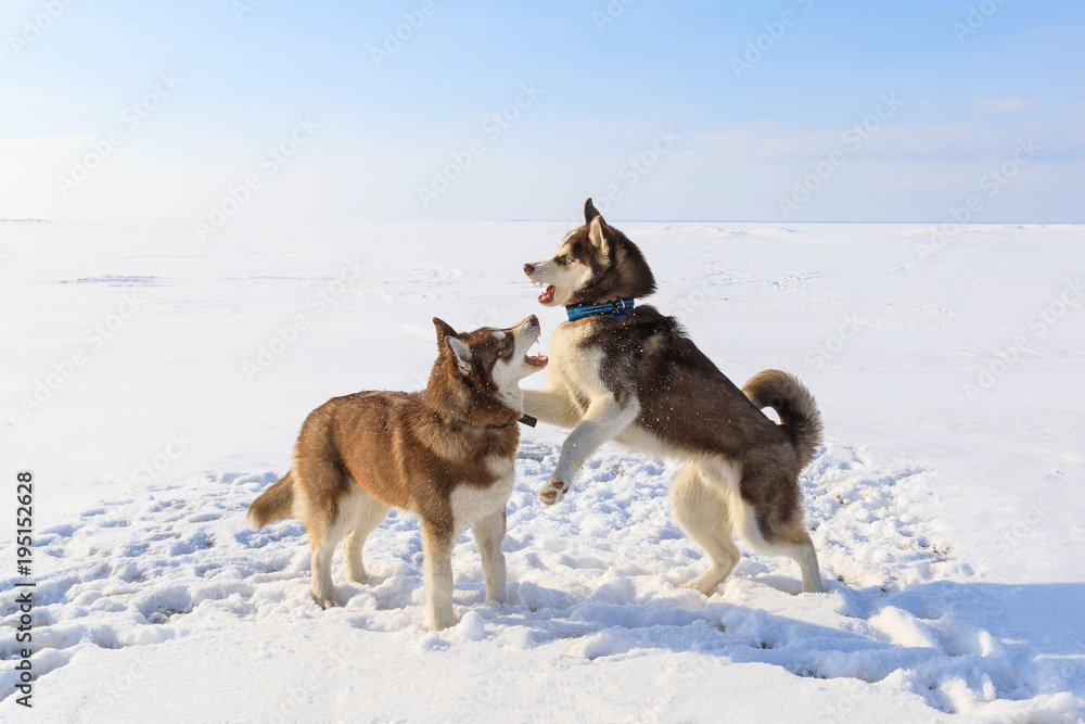 Two sled dogs are playing on the frozen bay in winter Two sled dogs are playing on the frozen bay in winter