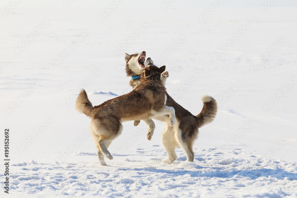 Two sled dogs are playing on the frozen bay in winter Two sled dogs are playing on the frozen bay in winter
