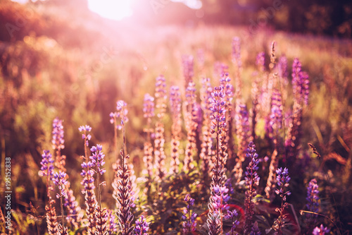 Glade Of Wild Blossom Flowers Lupine In Summer Meadow Field In Sunlight