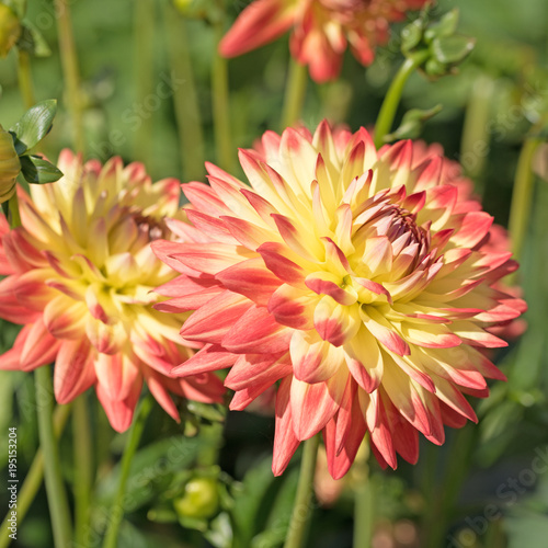 Fototapeta Naklejka Na Ścianę i Meble -  Dahlien, Dahlias