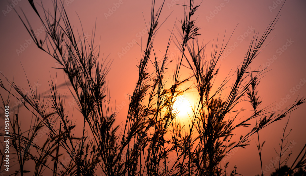 grass field with sunset,silhouette. grass field with sunset,silhouette.