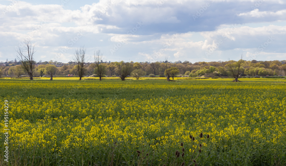 Essex countryside in Spring
