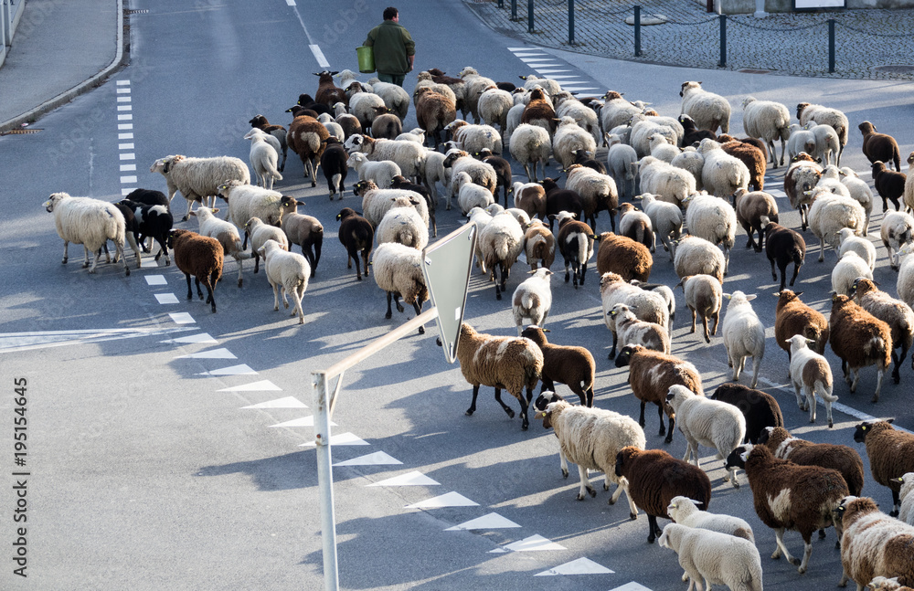 Fototapeta premium shepherd and large flock of sheep stop traffic in a small village in the Alps of Switzerland
