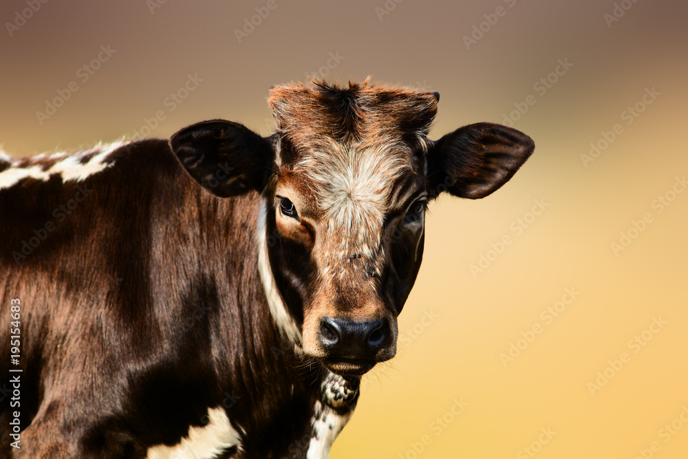 Young brown cow portrait. Unknown species. Young brown cow portrait. Unknown species.