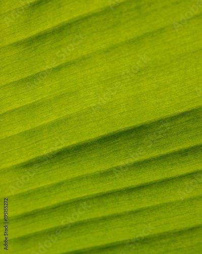 Texture banana leaf