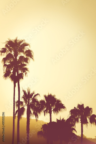 Palm Trees At Sunset on Hills on the California Coast Near Los Angeles