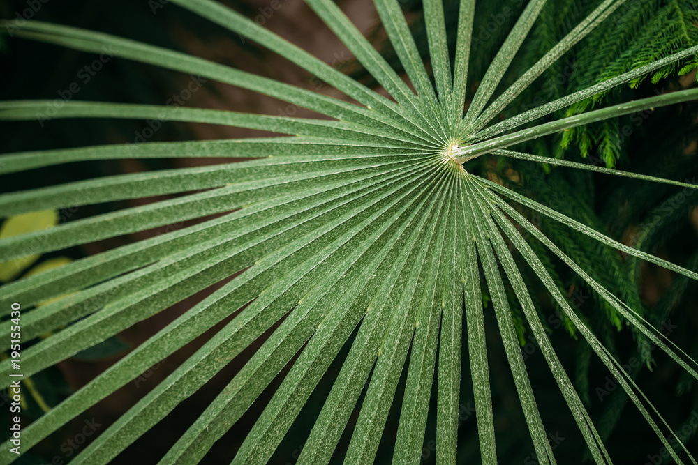 Green Leaves Of Chamaerops Humilis In Botanical Garden Green Leaves Of Chamaerops Humilis In Botanical Garden