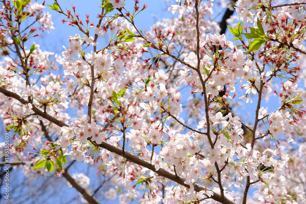 Beautiful cherry blossom sakura in spring time over blue sky at ueno park Beautiful cherry blossom sakura in spring time over blue sky at ueno park