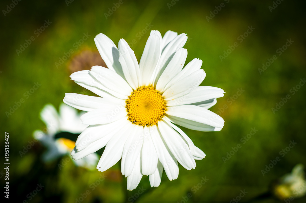 Fototapeta premium flower, daisy, nature, white, summer, yellow, spring, plant, garden, green, macro, beauty, grass, camomile, flowers, flora, petal, field, meadow, blossom, chamomile, bloom, petals, floral, single
