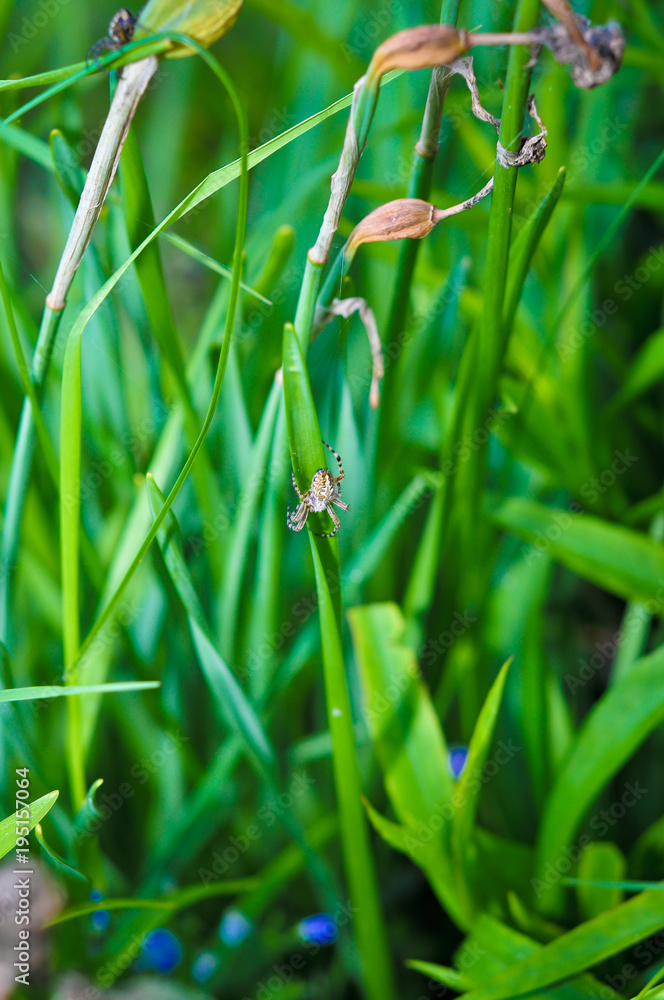 grass, nature, green, flower, dandelion, plant, spring, summer, field, macro, meadow, flora, close-up, flowers, water, white, natural, wild, dew, growth, leaf, closeup, fresh