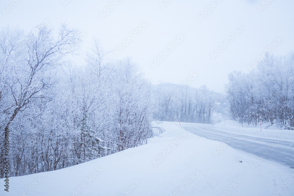 Fototapeta premium A beautiful white road through the forest in central Norway with safety poles. Beautiful winter landscape in Scandinavia.