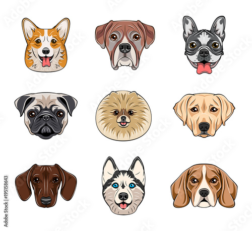 Cartoon dog faces set. Different breeds of dogs. Husky, corgi, Dachshund, Pomeranian, boxer, Labrador, bulldog, pug, Beagle. Cute flat stickers set.