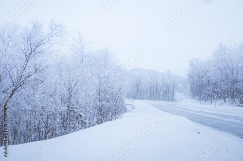 A beautiful white road through the forest in central Norway with safety poles. Beautiful winter landscape in Scandinavia. © dachux21