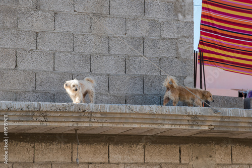 Dogs on roof