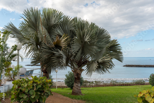 Tenerife Palm trees