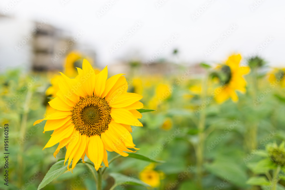 Fototapeta premium Summer sunflower in Taiwan