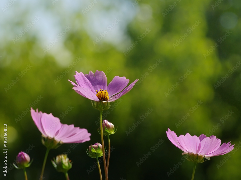 Pink wild flowers against the background of greens. Flower background, soft focus Pink wild flowers against the background of greens. Flower background, soft focus