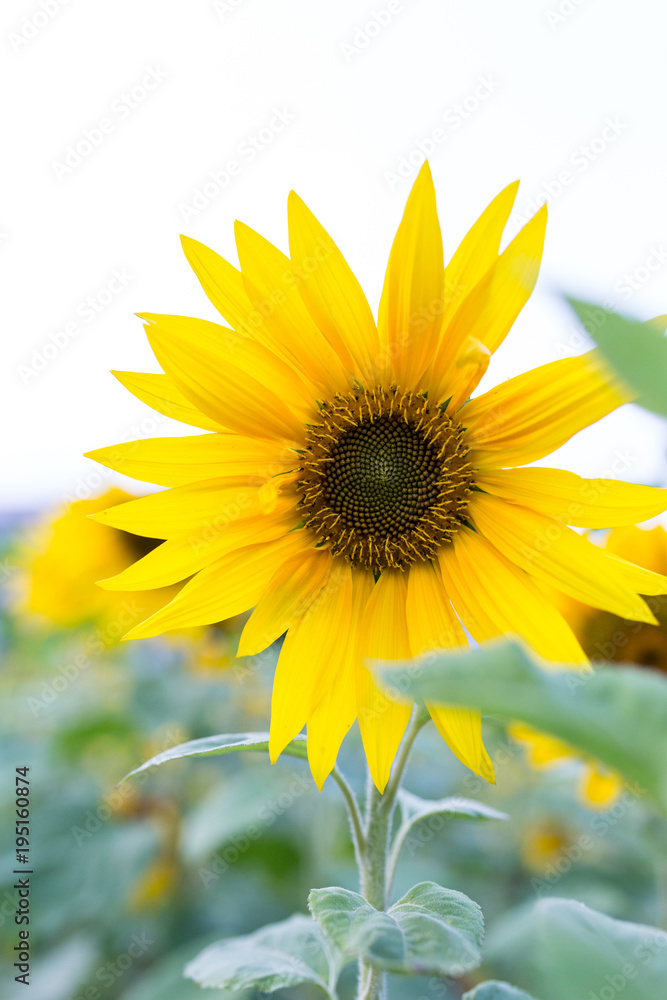 Fototapeta premium Summer sunflower in Taiwan