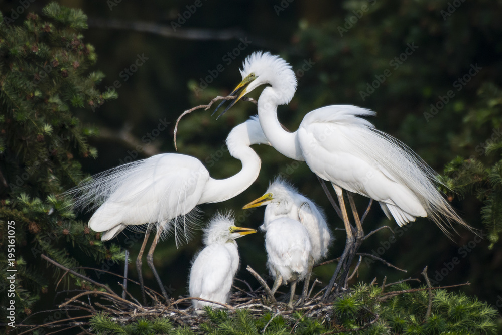 Great Egret nest with young chicks Great Egret nest with young chicks