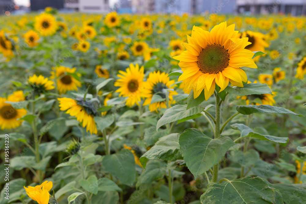 Fototapeta premium Summer sunflower in Taiwan