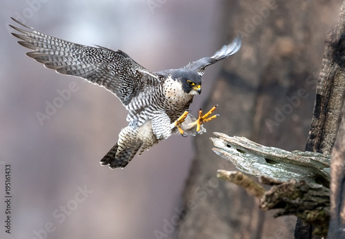 Fotomurale Peregrine Falcon