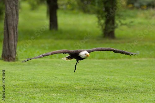 Big bald Eagle (Haliaeetus albicill)