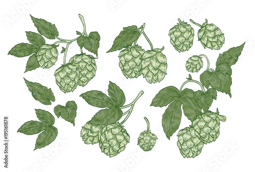 Collection of elegant botanical drawings of hop parts. Set of flowers and leaves of plant cultivated for beer brewing isolated on white background. Vector illustration in vintage engraving style.