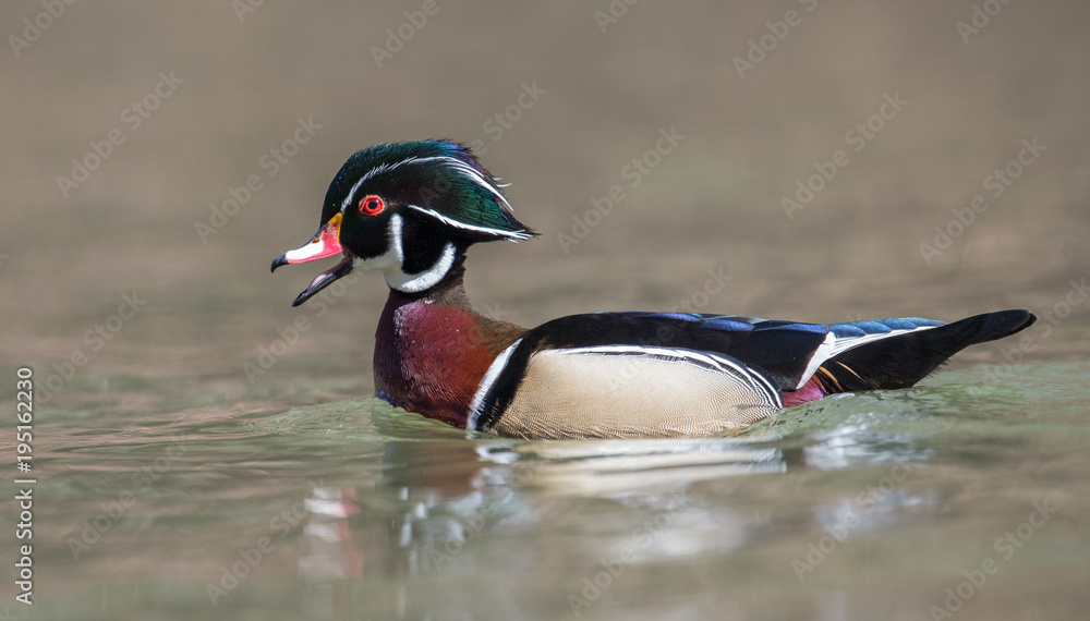 Obraz premium Wood Duck 