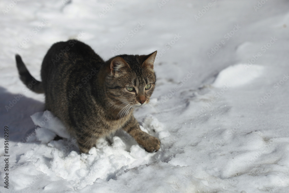 striped cat on white snow